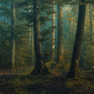 Tableau sous-bois en octobre Toile imprimée