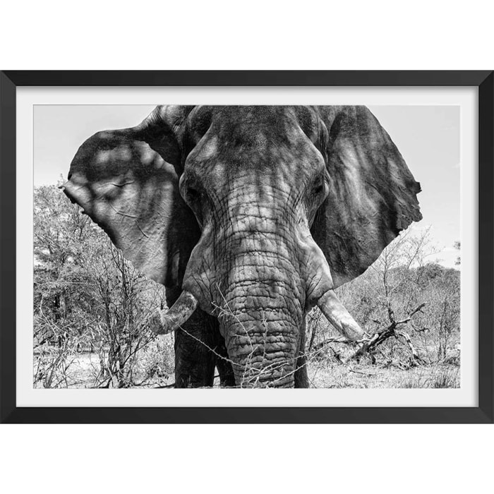 Poster éléphant d'afrique Affiche + cadre en bois - Noir