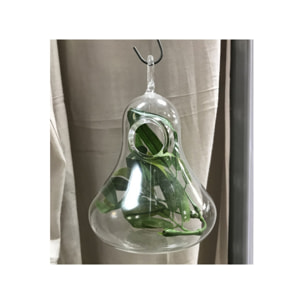 Lot de 2 vases à suspendre terrarium en verre transparent - OCEAN GLASS