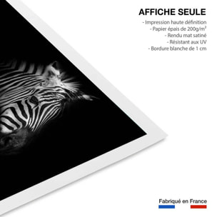 Affiche zebre dans la lumière Affiche seule