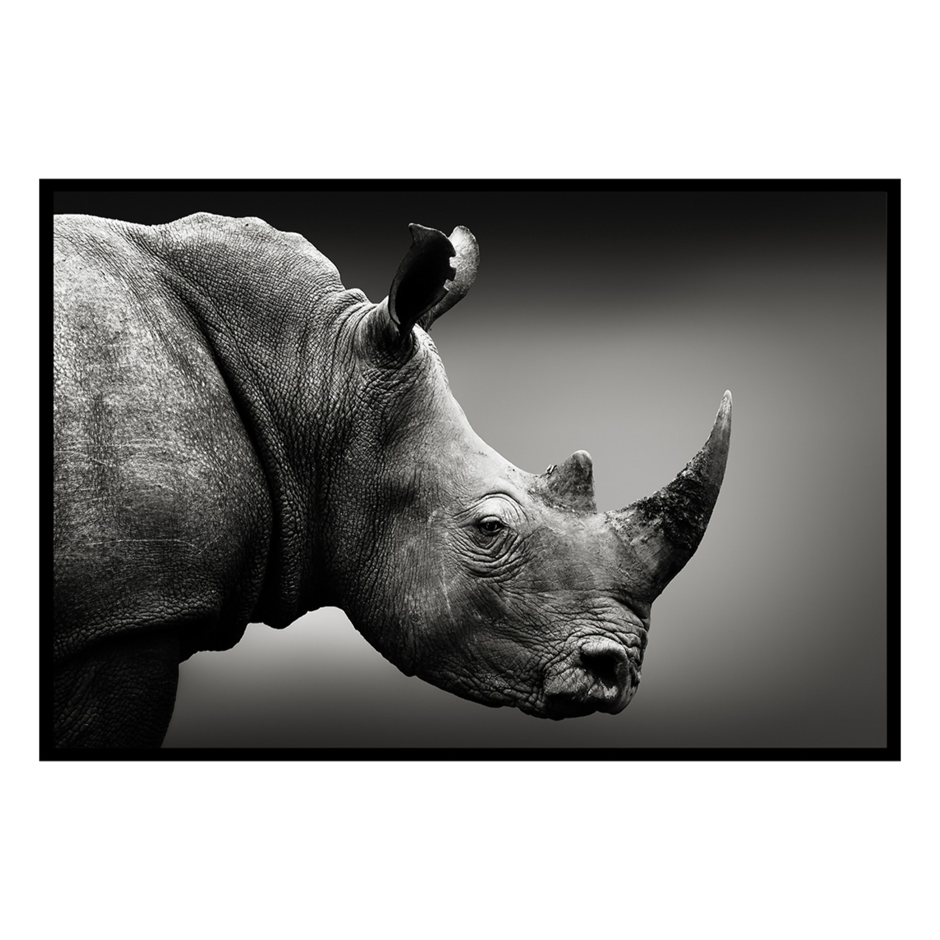 Affiche encadrée rhinocéros en noir et blanc Affiche + cadre en métal - Noir