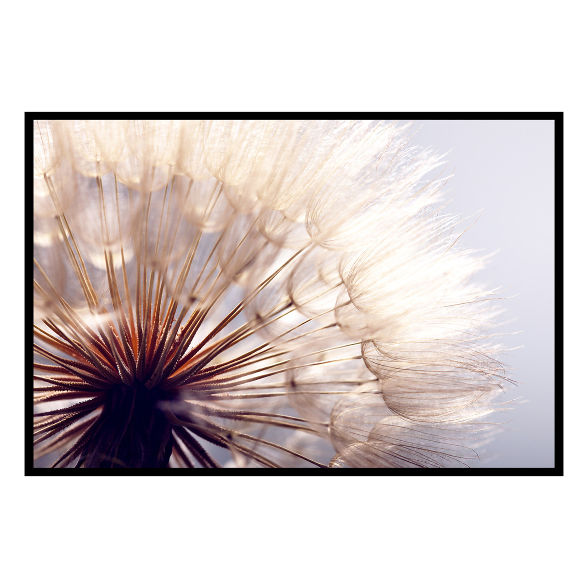 Affiche encadrée – Pissenlit en macro, douceur et légèreté Affiche + cadre en métal - Noir