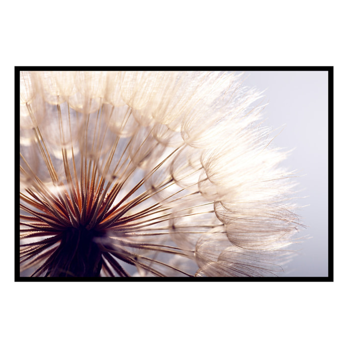 Affiche encadrée – Pissenlit en macro, douceur et légèreté Affiche + cadre en métal - Noir