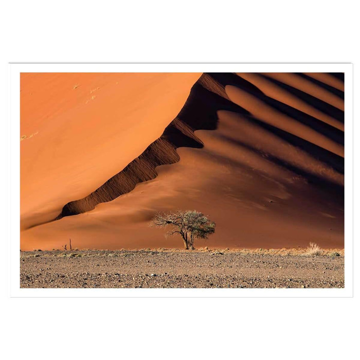 Affiche L'arbre sur la dune, Namibie Affiche seule