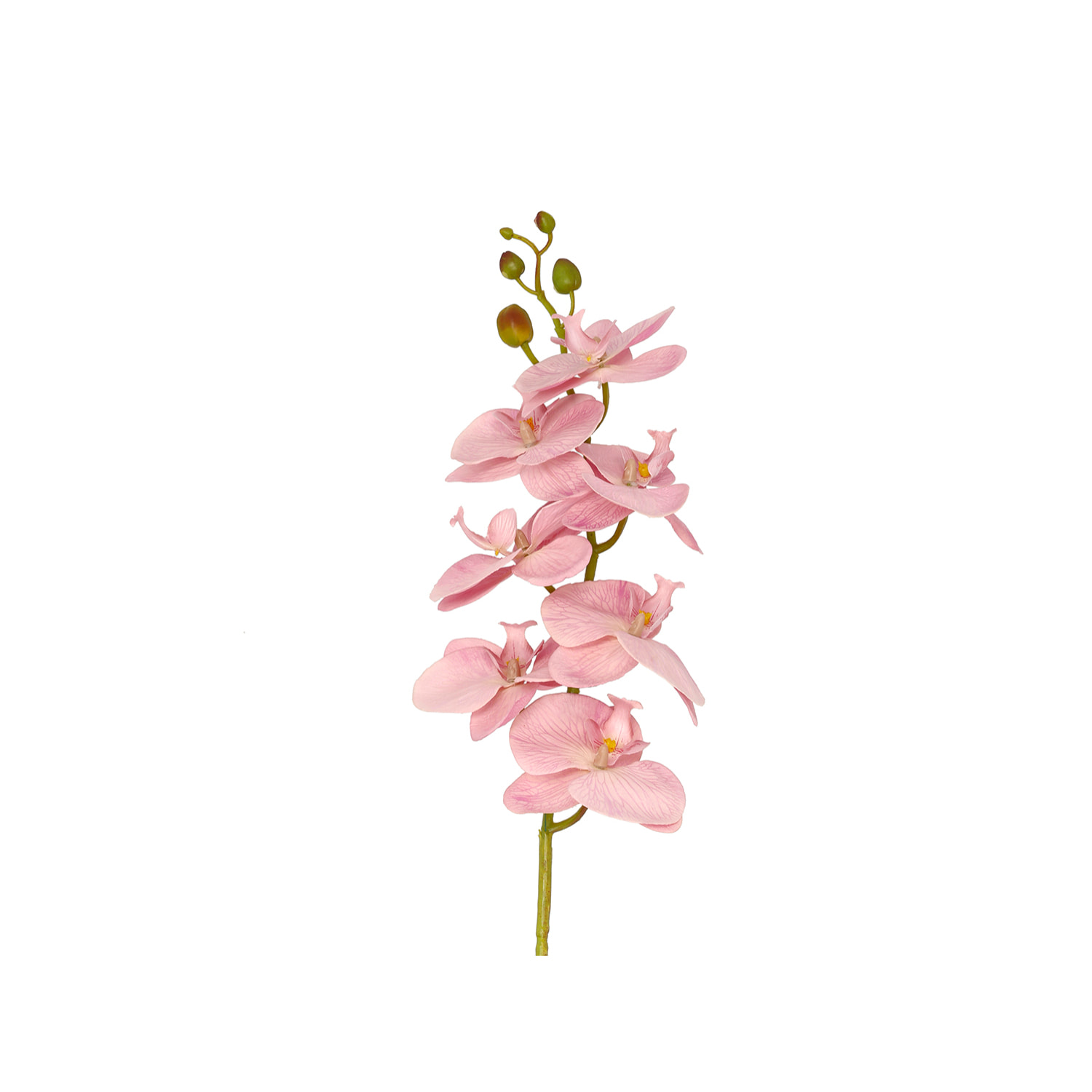 Fleur Orchid