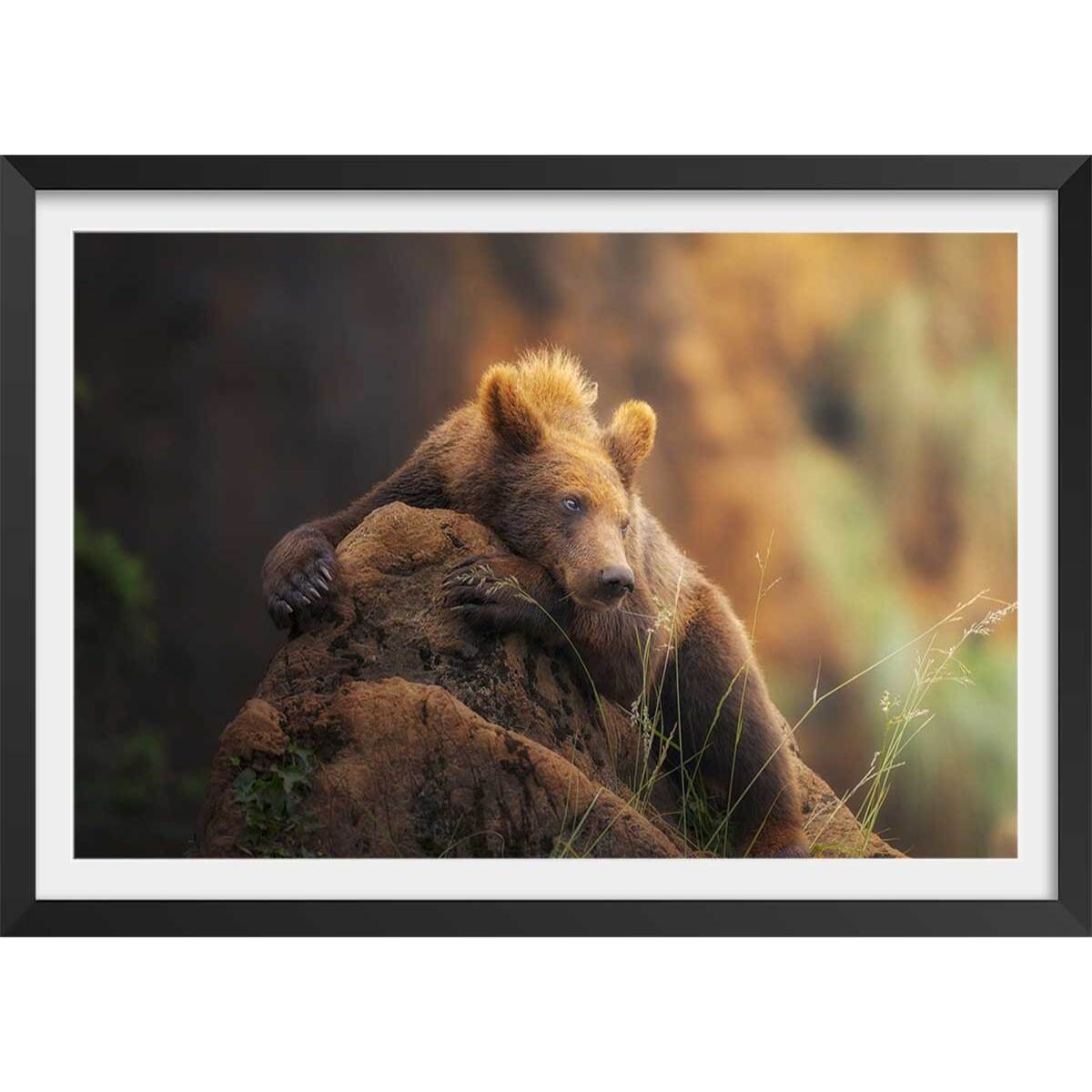 Affiche portrait d'ours Affiche + cadre en bois - Noir