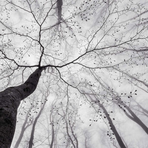 Affiche nature canopée en noir et blanc Affiche + cadre en bois - Chêne