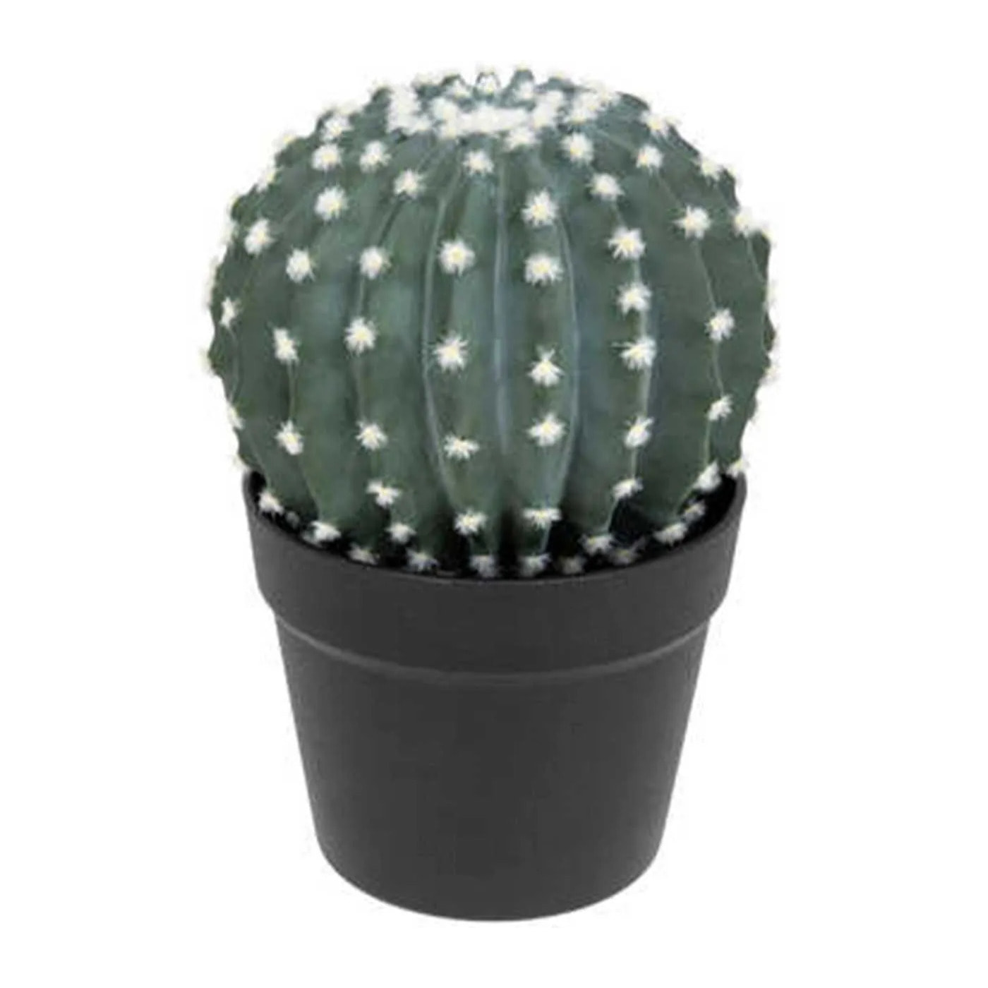 Plante cactus tayler 25cm