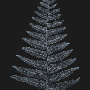 Poster fougère royale blanche Affiche seule