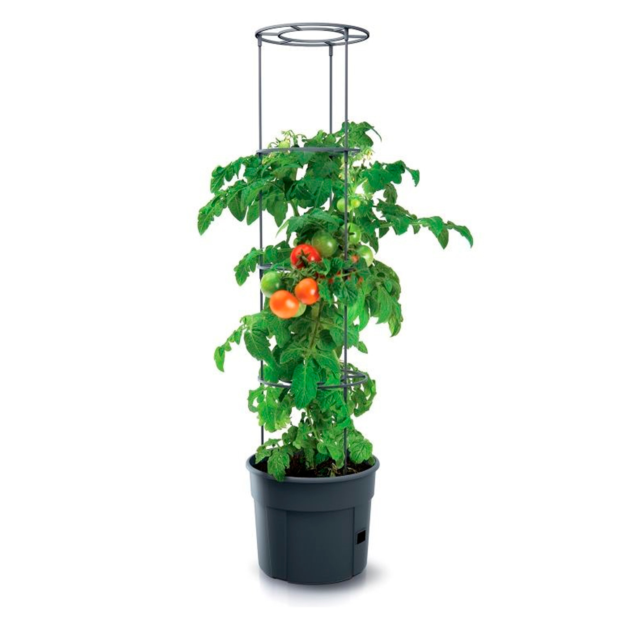 Macetero de tomates Prosperplast Tomate Grower en color antracita