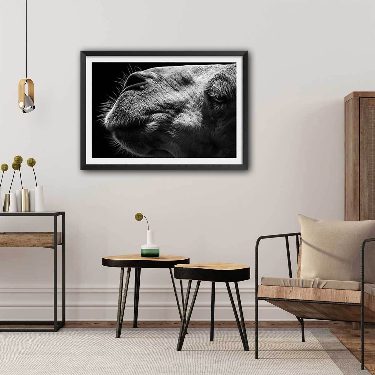 Poster animaux Portrait de chameau Affiche sous cadre noir