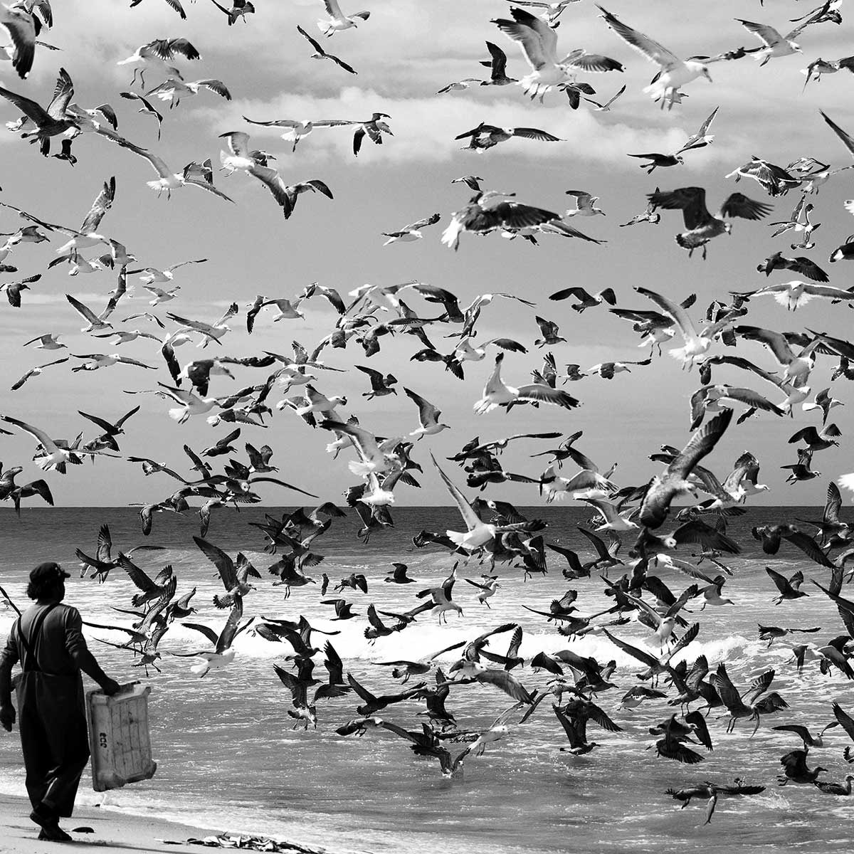 Poster festin de mouettes Affiche seule