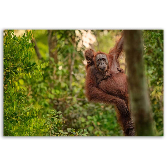 Tableau orang-outan et bébé dans la jungle Toile imprimée