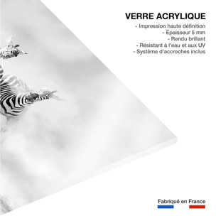 Tableau animaux racing stripes Tableau plexiglas