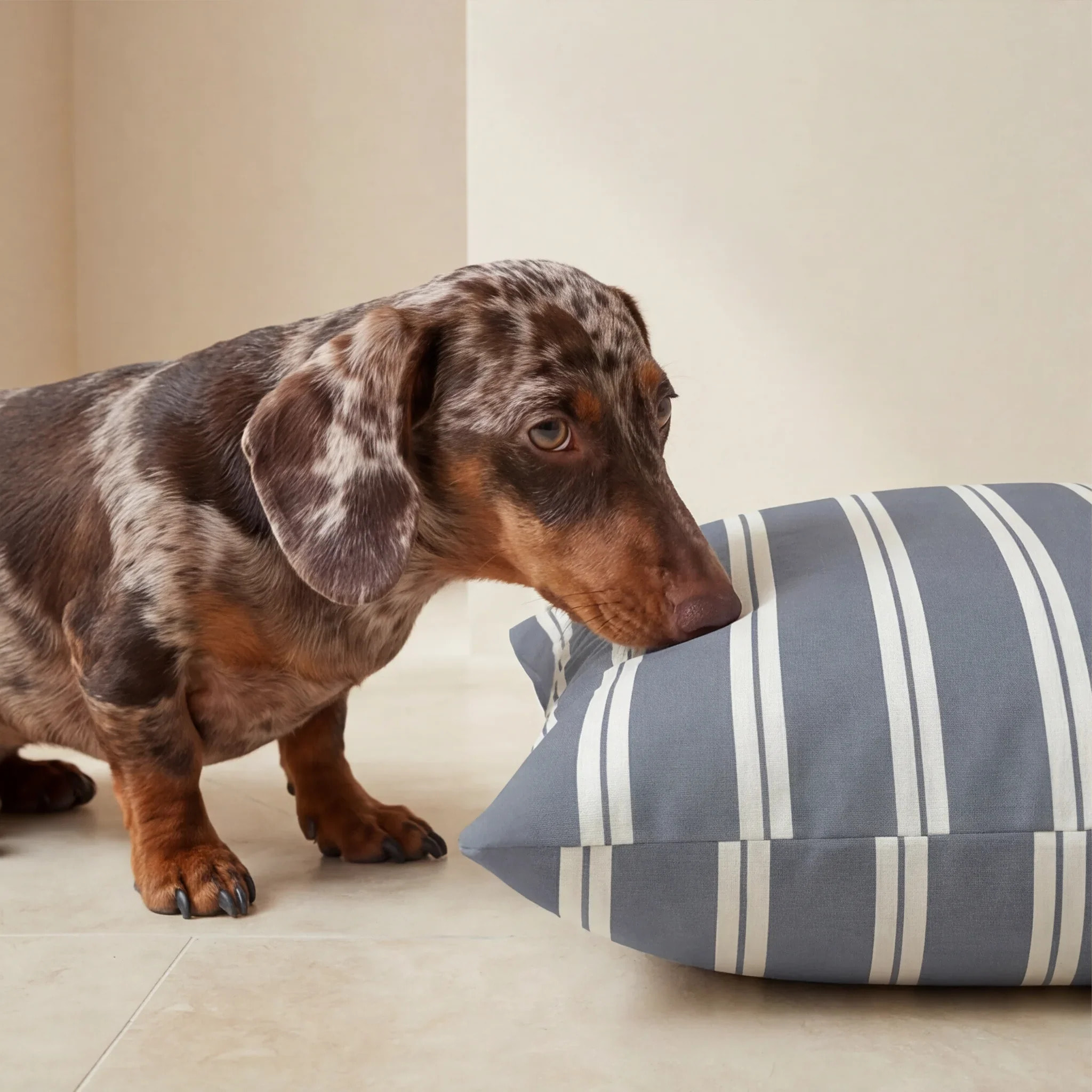 Housse antitaches pour lit pour animal Chispa