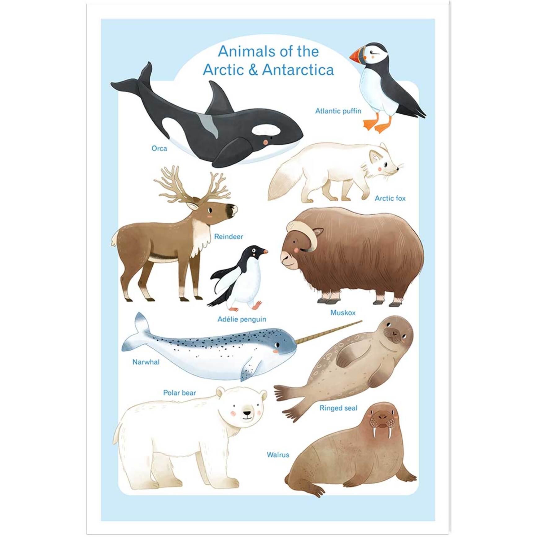 Affiche enfant animaux polaires  Affiche seule