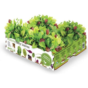 Huerto Premium Baby Leaves gourmet Batlle