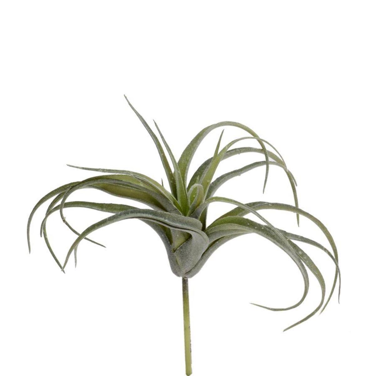 Ramo tillandsia verde cmø20h20