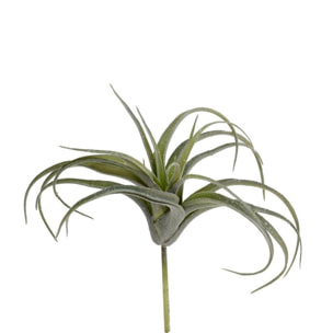 Ramo tillandsia verde cmø20h20