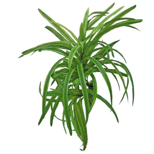 Pianta per acquario - Replica Dracena - Amtra