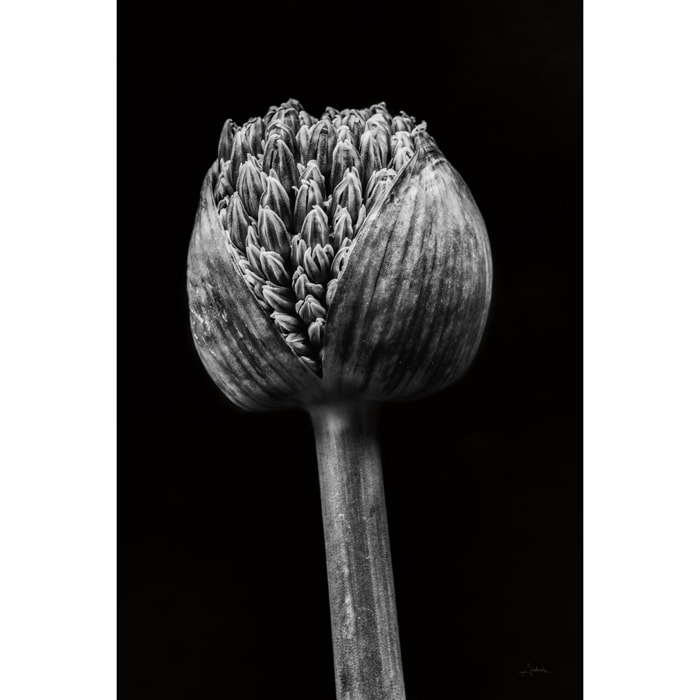 Cadre deco fleurs Spring Palm Tableau plexiglas