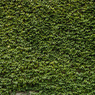 Affiche nature mur de lierres Affiche + cadre en bois - Chêne