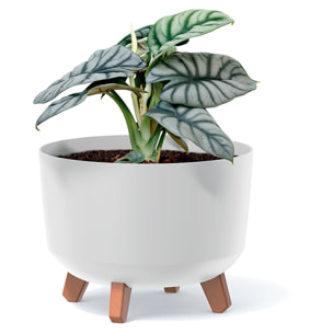 Macetero color blanco roto,sin depósito , colección gracia de 23,5 x 23,5 x 18,7 cm, capacidad de 5,1 l.