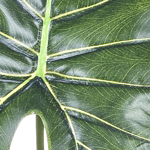 Foglia di Pothos. Altezza 66 Cm - Pezzi 12 - 29X66X20cm - Colore: Verde - Bianchi Dino - Piante Artificiali