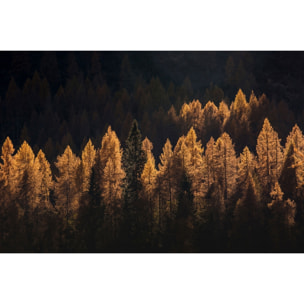 Tableau Mélèzes en automne Tableau plexiglas