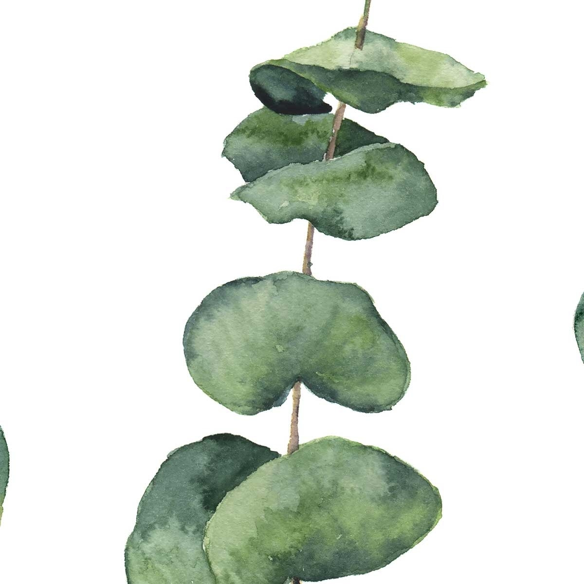 Affiche aquarelle eucalyptus Affiche sous cadre bois