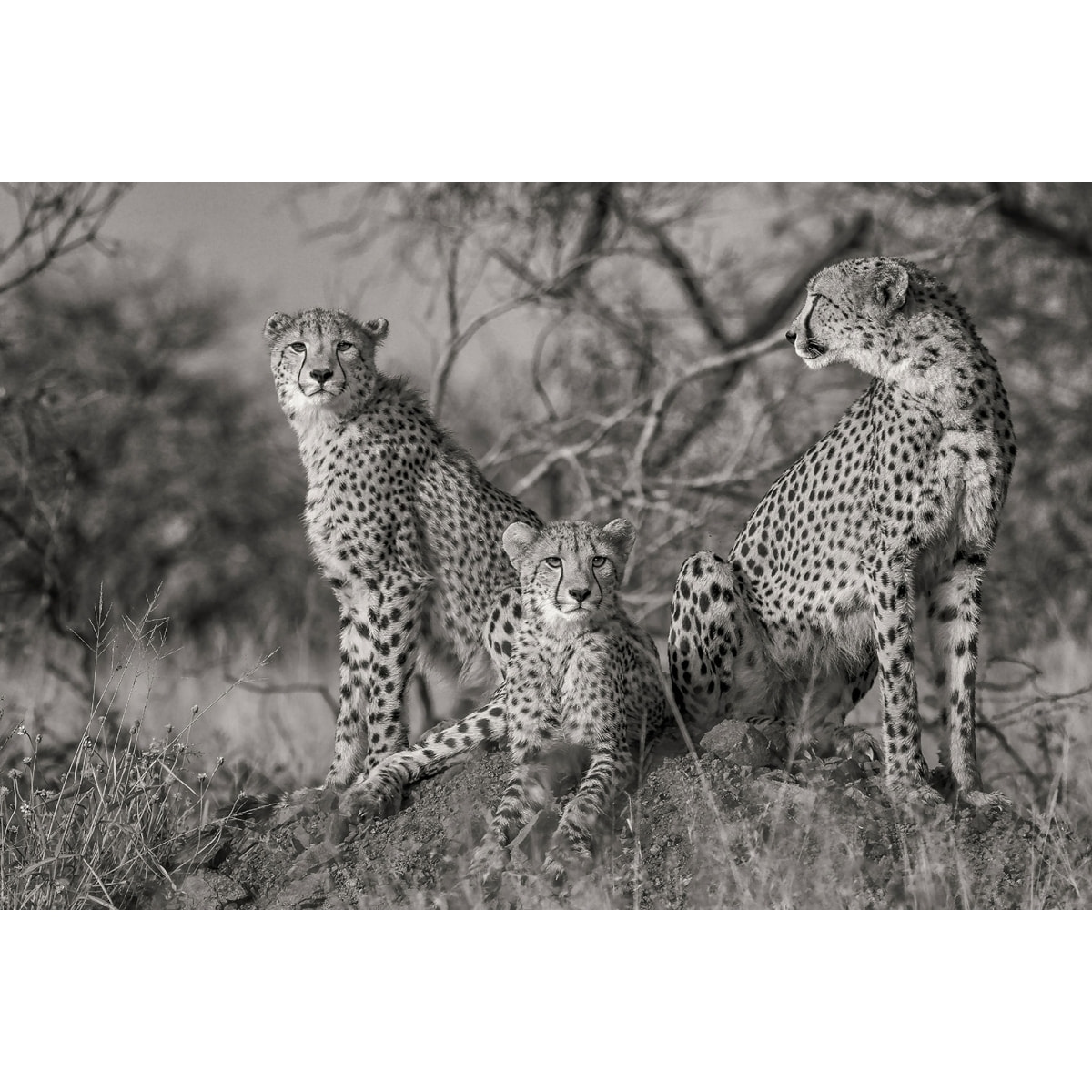 Tableau animaux 3 petits chats Tableau alu Dibond