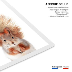 Affiche enfant bébé ecureuil  Affiche seule