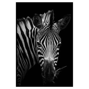 Affiche encadrée zèbre artistique en noir et blanc Affiche + cadre en métal - Noir