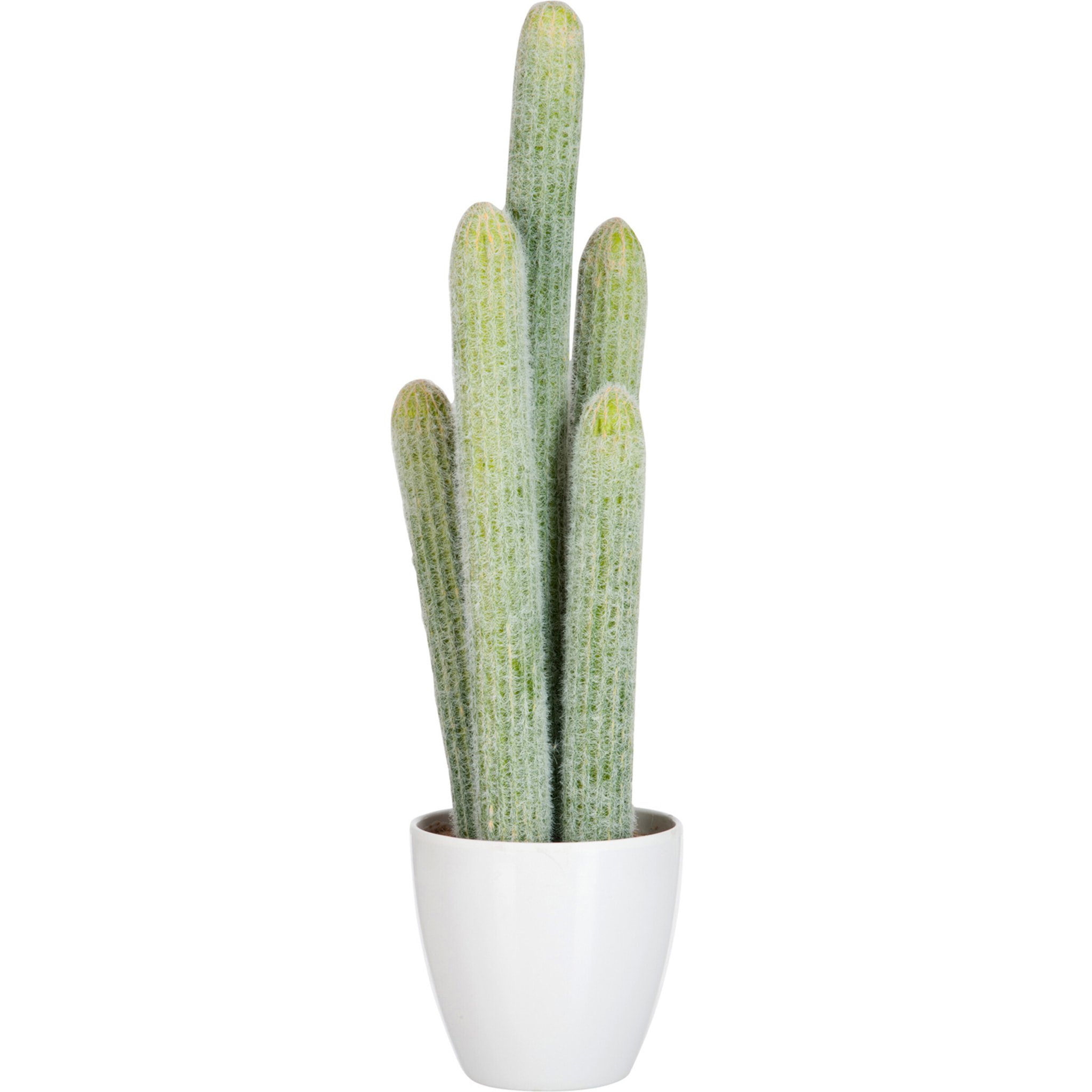 J-Line plante Cactus 5 pièces + pot - plastique - vert clair