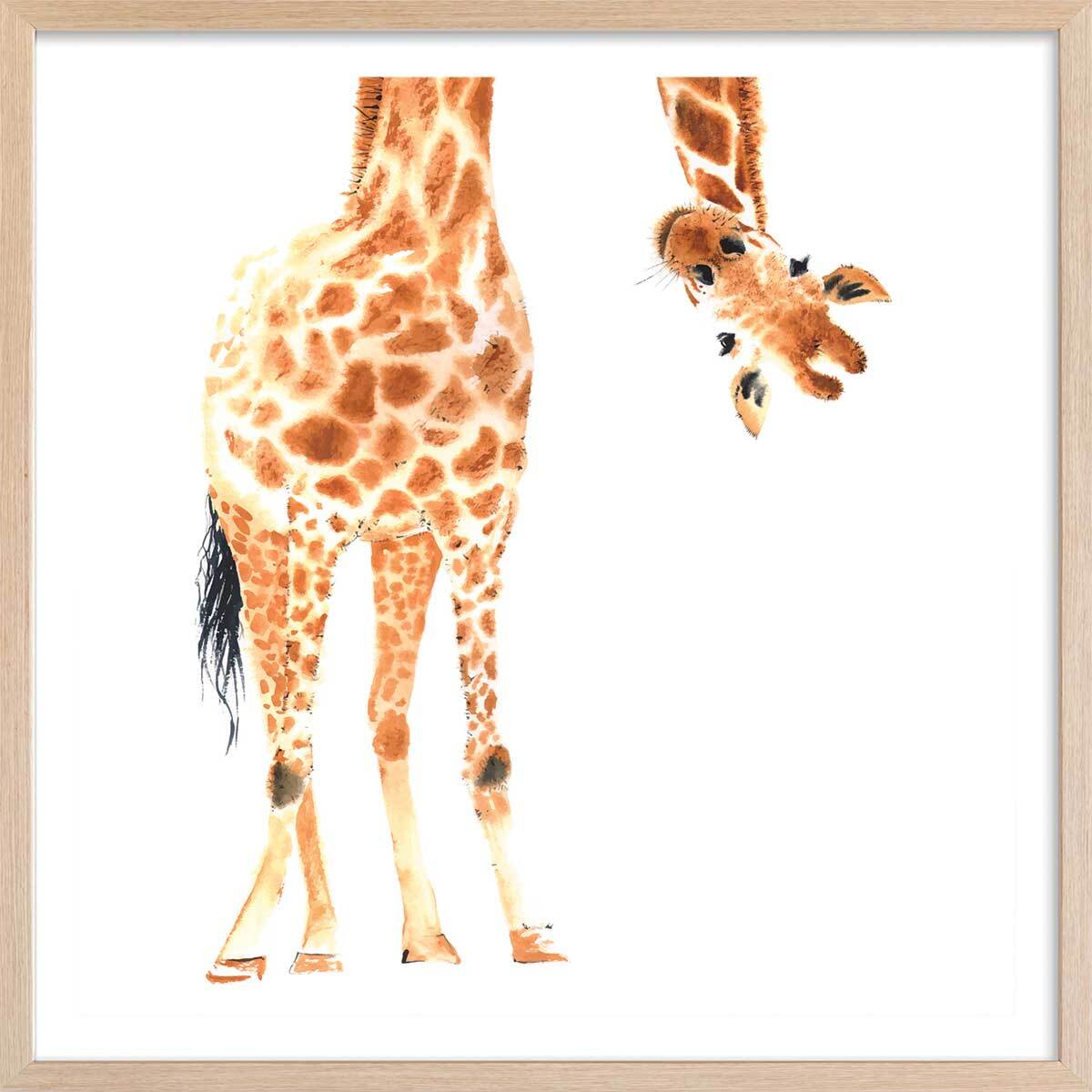 Affiche dessin coucou de girafe Affiche + cadre en bois - Chêne