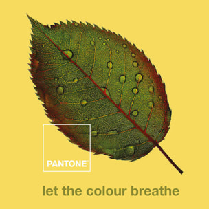 Pantone - Funda Nórdica Estampada - Cierre Solapa - 100% Algodón - Incluye 1/2 Fundas de Almohada - Nature