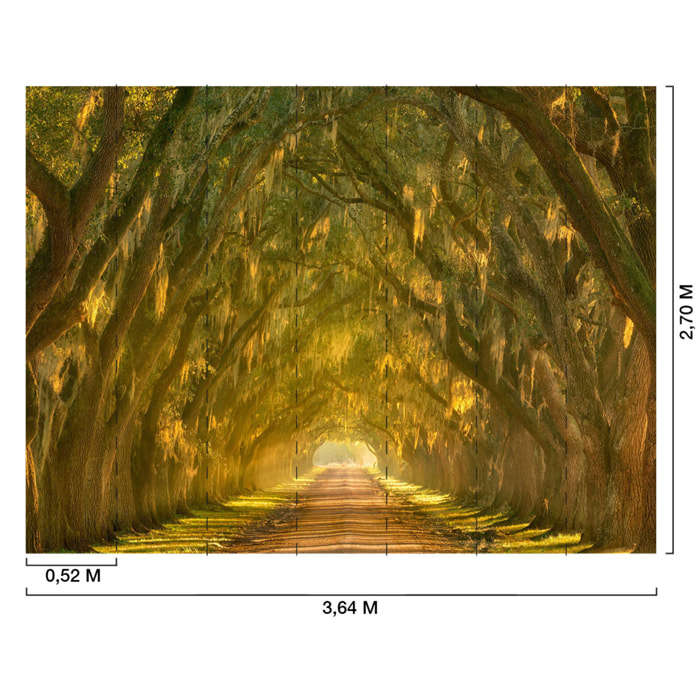 Papier peint panoramique allee d arbres Intissé