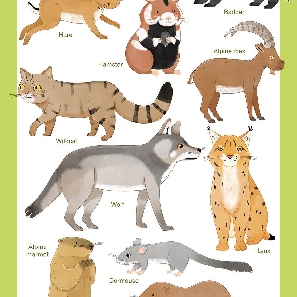 Affiche enfant animaux d'europe  Affiche sous cadre noir