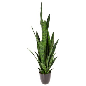 Planta sansevieria adriana 92cm