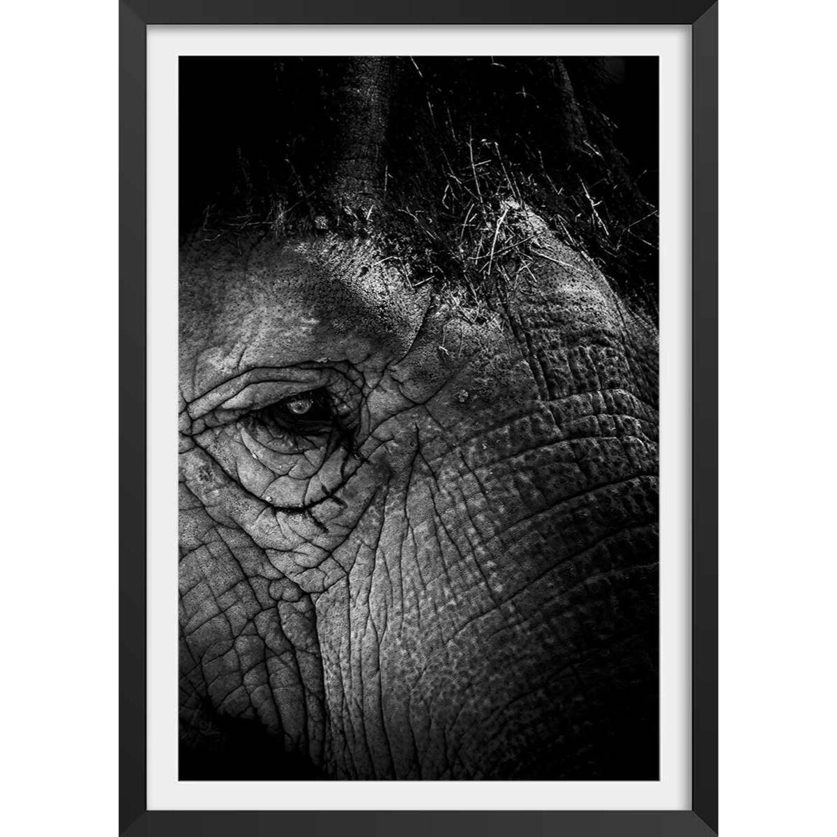 Affiche éléphant close up Affiche + cadre en bois - Noir
