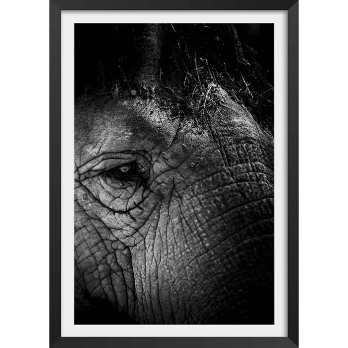 Affiche éléphant close up Affiche + cadre en bois - Noir