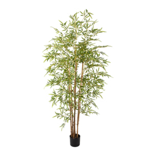 Bamboo con vaso - Pezzi 1 - Colore: Verde - 20xH210x20cm - Bianchi Dino