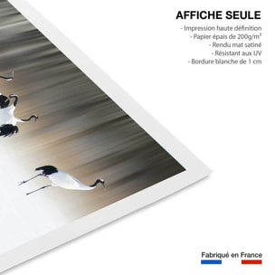 Affiche oiseaux Japanese crane Affiche seule