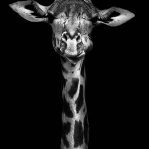 Affiche girafe haute en portrait Affiche sous cadre noir