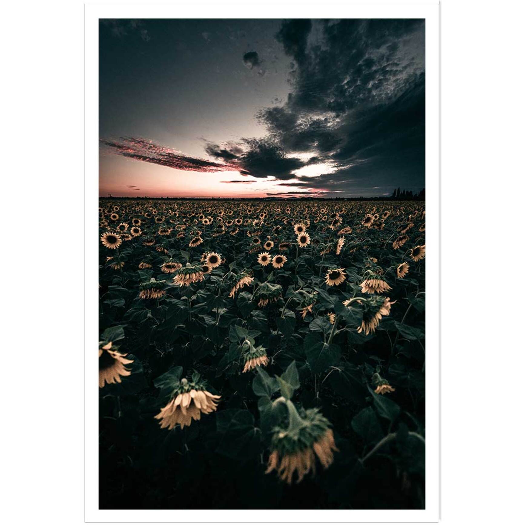 Affiche fleurs wake up sunflowers! Affiche seule