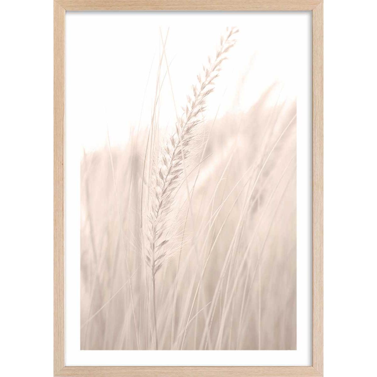 Poster blé poudré Affiche + cadre en bois - Chêne
