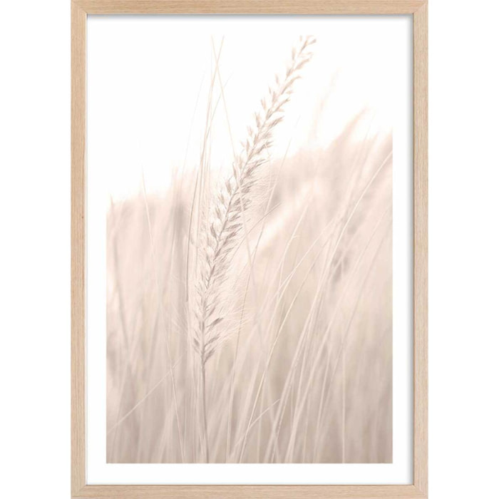 Poster blé poudré Affiche + cadre en bois - Chêne