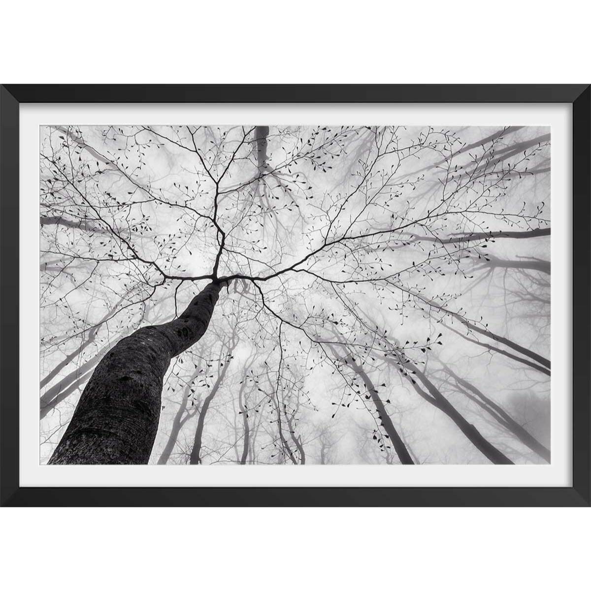 Affiche nature canopée en noir et blanc Affiche + cadre en bois - Noir