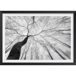 Affiche nature canopée en noir et blanc Affiche + cadre en bois - Noir