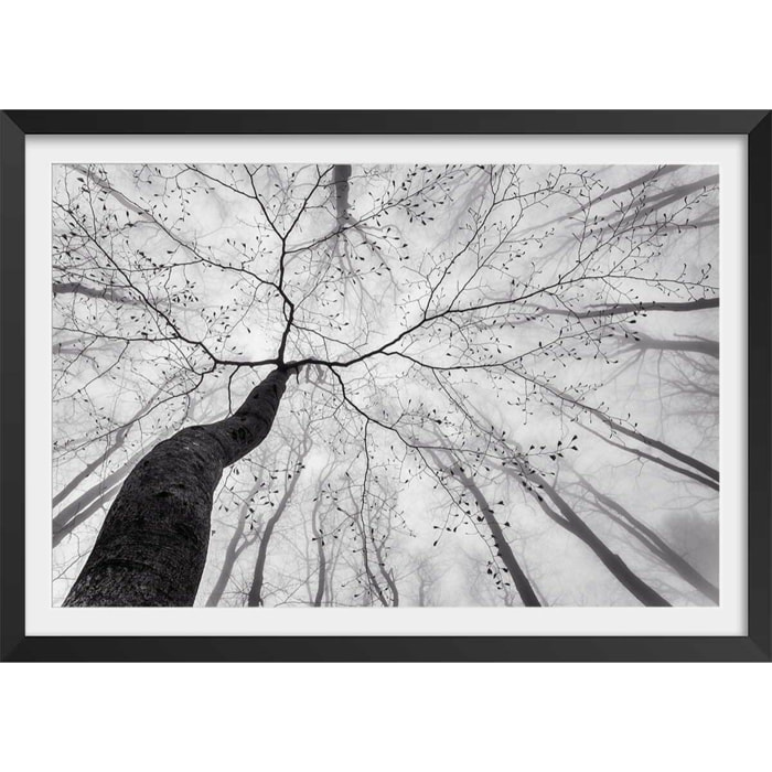 Affiche nature canopée en noir et blanc Affiche + cadre en bois - Noir
